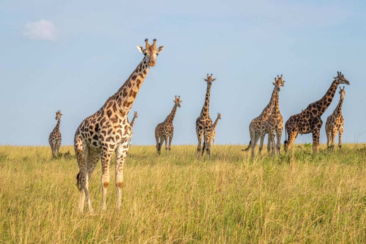 Zebula Boutique Hotel Mabula Game Reserve エクステリア 写真